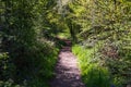 Scenic footpath winding through a lush and shaded forest, surrounded by abundant foliage