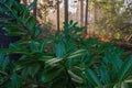 Scenic forest of fresh green deciduous trees framed by leaves, with the sun casting its warm rays through the foliage Royalty Free Stock Photo