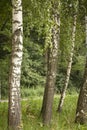 Scenic Forest of Fresh Green Trees, Morning in the Forest, Beautiful Park, Summer Landscape, Birch Grove Royalty Free Stock Photo