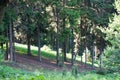 Scenic Forest of Fresh Green Trees, Morning in the Forest, Beautiful Park, Summer Landscape, Birch Grove Summertime Spruce Forest Royalty Free Stock Photo