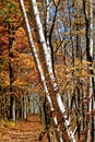 Scenic Forest in Indiana