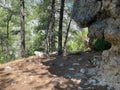 Scenic forest landscape with big mossy stone with green grasses among thickets and trees. Vivid scenery with large boulder with