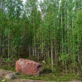 Scenic forest landscape with big stone with green grasses among thickets and trees. Vivid scenery with large boulder.