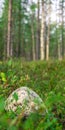 Scenic forest landscape with big stone with green grasses among thickets and trees. Vivid scenery with large boulder.