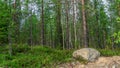 Scenic forest landscape with big stone with green grasses among thickets and trees. Vivid scenery with large boulder.