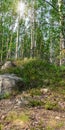 Scenic forest landscape with big stone with green grasses among thickets and trees. Vivid scenery with large boulders.