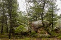 Scenic forest landscape in Colorado Royalty Free Stock Photo