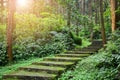 Scenic forest landscape, entrance to the forest, green moss and lichen covered on curve stairway in the tropical jungle