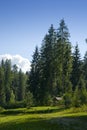 Scenic Forest Meadow Royalty Free Stock Photo