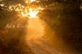 Scenic forest road or trail with warm feel in cold winter morning fog or mist and orange color sunlight or sunrays scattering