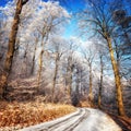 Scenic forest road in winter