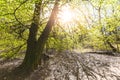 Scenic forest, with the sun casting its warm light through the foliage. Reinhardswald - germany Royalty Free Stock Photo