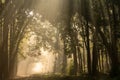 Scenic forest in winter morning fog or mist and sunlight or sunrays scattering with canopy of tall sal trees at dhikala main road Royalty Free Stock Photo