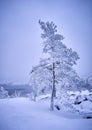 Scenic frosty tree in a snowstorm on seashore Royalty Free Stock Photo