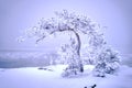 Scenic frosty tree in a snowstorm on seashore Royalty Free Stock Photo