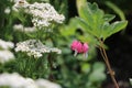 Scenic garden view with Bleeding Heart, Yarrow, and a little bee