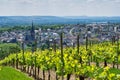 Scenic German vineyard on the popular