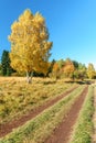 Scenic golden autumn sunny day countryside landscape with two trunk yellow birch tree on forest glade and rustic road under blue s