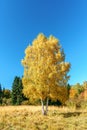 Scenic golden autumn sunny day countryside landscape with two trunk yellow birch tree on forest glade under blue sky. West Caucasu Royalty Free Stock Photo