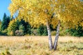 Scenic golden autumn sunny day countryside landscape with two trunk yellow birch tree on forest glade under blue sky. West Caucasu