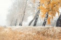 Scenic golden colored autumn birch tree alley near road with yellow leaves and dry frozen grass covered by first hoar Royalty Free Stock Photo