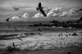Scenic grayscale view of flying seagulls over the sea in Valparaiso, Chile
