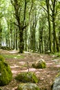 Scenic green forest trail. Tranquil natural landscape Royalty Free Stock Photo