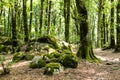 Scenic green forest trail. Tranquil natural landscape Royalty Free Stock Photo