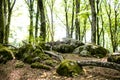 Scenic green forest trail. Tranquil natural landscape Royalty Free Stock Photo
