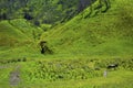 Scenic Green grass field view of rolling countryside green farm fields with horse