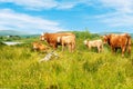 Scenic green landscape with cows and vivid blue sky and lake Royalty Free Stock Photo