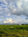 Scenic Green Rice Fields Under Dramatic Cumulus Clouds at Sunset Royalty Free Stock Photo
