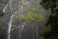 a group of trees that are standing in the middle of some woods