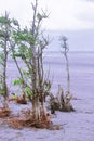 Scenic henry island sea beach at bakkhali, mangrove tree standing on the beach and storm clouds in the sky