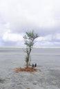 Scenic henry island sea beach at bakkhali, mangrove tree standing on the beach and storm clouds in the sky