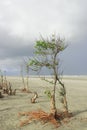 Scenic henry island sea beach at bakkhali, mangrove tree standing on the beach and storm clouds in the sky