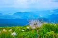 The pasqueflowers, swaying on the wind, Carpathian mountains, Ukraine