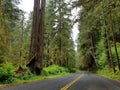 Giant Redwood Trees along the Avenue of the Giants Royalty Free Stock Photo