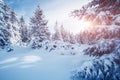 Scenic image of fairy-tale woodland. Location Carpathian national park, Ukraine, Europe