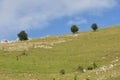 Scenic image of green hill with several trees with blue summer sky in the background Royalty Free Stock Photo