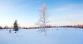 Scenic image of spruces tree. Frosty day, calm wintry scene