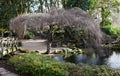 Scenic japanese gardens in Twickenham Greater London UK