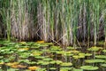 Scenic lakeshore landscape with lily pads and tall grasses Royalty Free Stock Photo