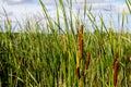 Scenic Lakeshore Landscape With Tall Grasses And Cattails