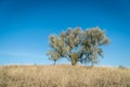 Scenic landmark view of a lonely tree on a hill with dry grass in autumn under the clear blue sky Royalty Free Stock Photo