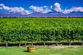 Scenic Landscape with Andes Mountains with Snow and Vineyard on