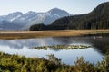 Whooper Swans land on the water in Denali National Park.