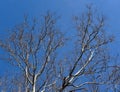 Scenic landscape of the brown and white branches of a sycamore tree silhouetted against a blue sky. Royalty Free Stock Photo