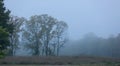 Scenic landscape caught in morning fog