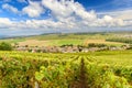 Scenic landscape in the Champagne, Vineyards in the Montagne de Reims, France Royalty Free Stock Photo